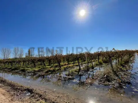 Venta Finca. 5Ha. Las Violetas, Lavalle.