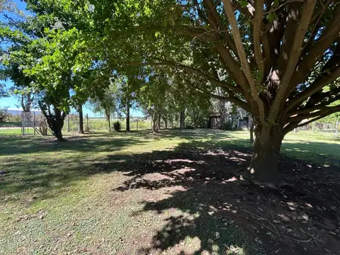 Mora 100