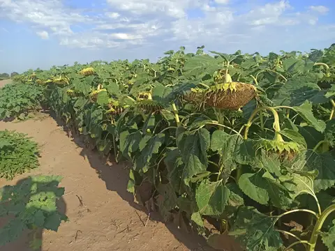 Campo con gran potencial, Laboulaye, Cordoba