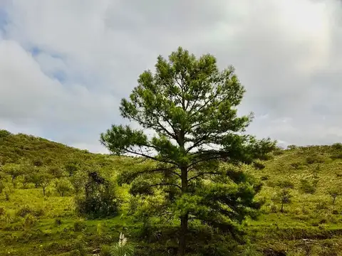 VENTA DE CAMPO  17 HECTAREAS EN POTRERO DE GARAY