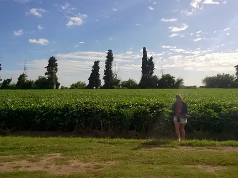 Campo 170 has, Agricola Suelo 1, Fighiera, Sobre Ruta. a 30 km de Rosario. Zona Núcleo. Santa Fe.