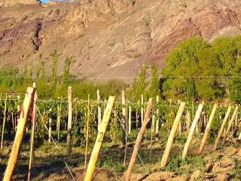 Finca s/lote 50 Has- Venta- Calingasta- San Juan