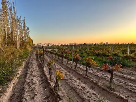 VENTA FINCA NUEVA CALIFORNIA SAN MARTIN MENDOZA