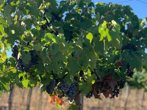 VENTA DE FINCA EN LAVALLE MENDOZA