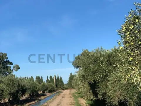 VENTA DE FINCA EN LAVALLE MENDOZA