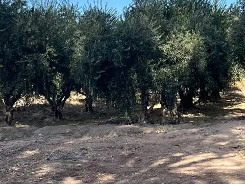 santa lucia