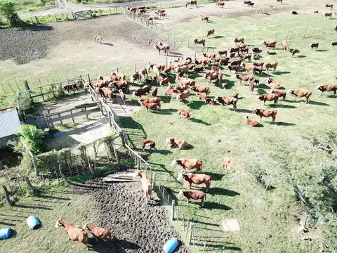 Campo en Venta Ganadero