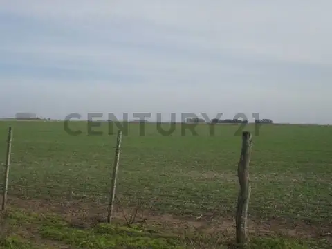 Campo en Venta de 467  ha