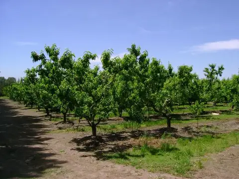 Campo en Venta con Alambrado