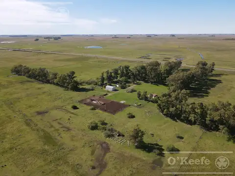 CAMPO GANADERO EN VENTA DE 1420 HAS - SOBRE RUTA 3  - CACHARI, AZUL