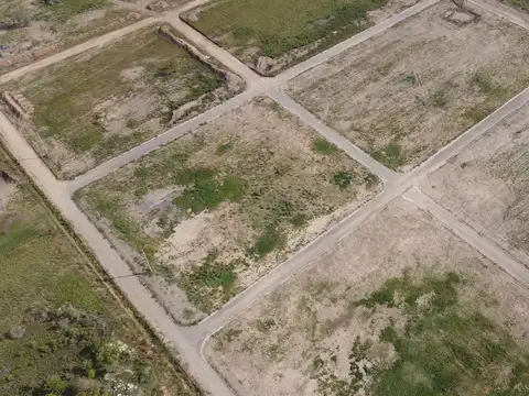 Mandolini y Bayol Lote 2