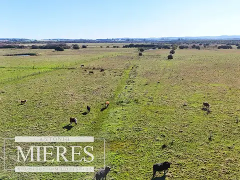 Venta de campo 26 ha Maldonado, Uruguay.