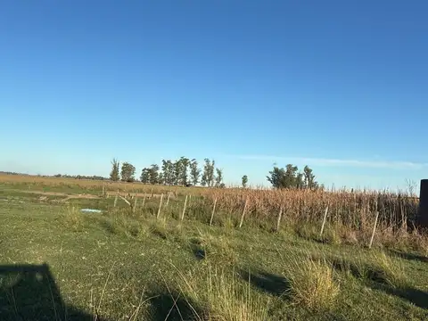 Campo en Venta de 155  ha