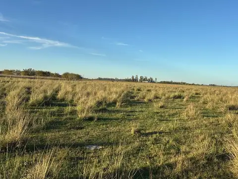 Campo en Venta Ganadero