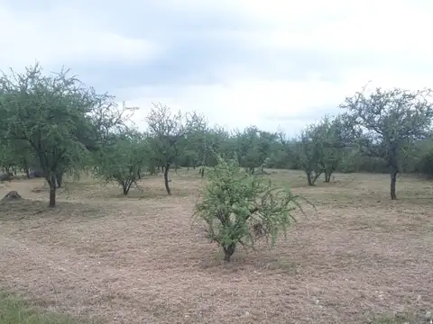 AMPLIACION LA PEDRERA 100