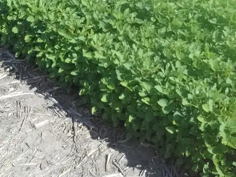 VENTA EXCELENTE CAMPO AGRICOLA, RUTA 11, MARC. ESC