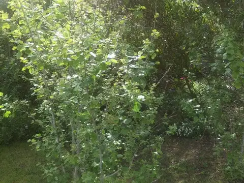 Terreno en Venta en Pinamar, USD 55.000