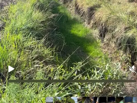 VENTA | CAMPO FORESTAL DE PINOS – PUERTO VALLE, CORRIENTES