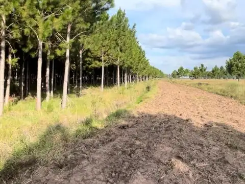 VENTA | CAMPO FORESTAL DE PINOS – PUERTO VALLE, CORRIENTES