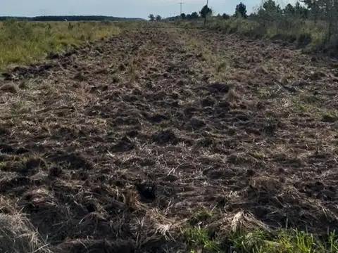 VENTA | CAMPO FORESTAL DE PINOS – PUERTO VALLE, CORRIENTES