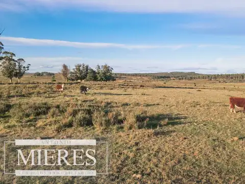 Campo de 114ha en Puntas de José Ignacio
