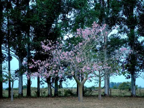 Campo en Venta de 127  ha