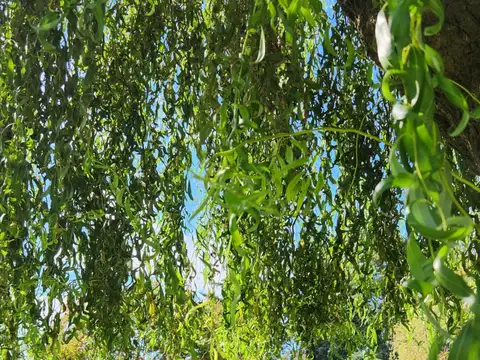 ESPECTACULAR QUINTA CON PISCINA Y AMPLIO PARQUE. INSUPERABLE RENTA, SE ALQUILA PARA FIESTAS. EXCELENTE UBICACION.