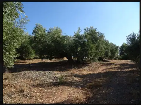 venta finca en  produccion en maipu para barrios