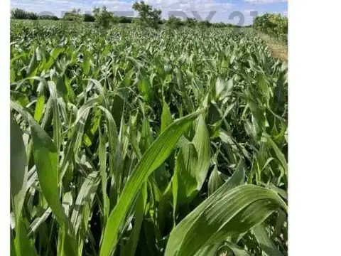 Campo agrícola de 5 hectáreas en venta – Esperanza, Santa Fe