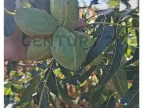 Campo agrícola de 5 hectáreas en venta – Esperanza, Santa Fe