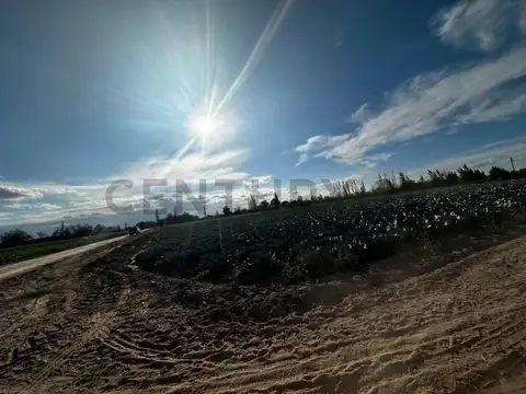 FINCA EN CHAPANAY SAN MARTIN