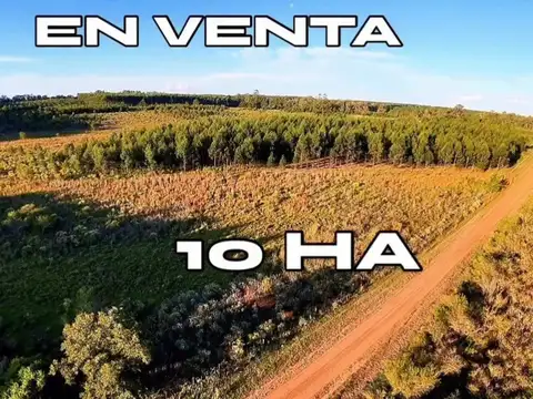 10 hectáreas, 4 forestadas