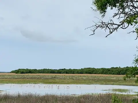 CHACRA CAMPO VENTA MADARIAGA TIO DOMINGO GANADERO
