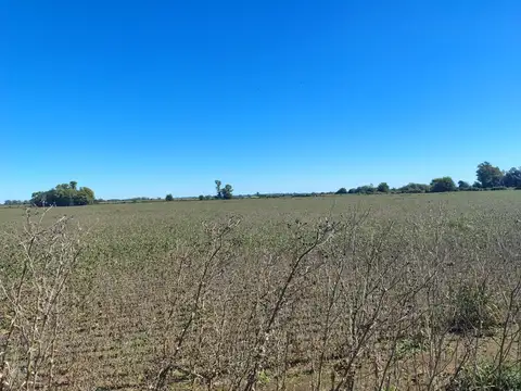 Campo en Venta Agrícola