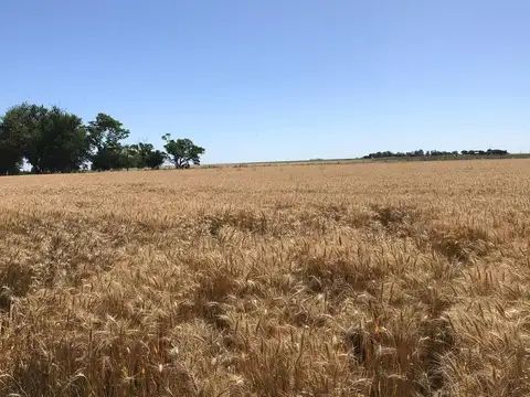 CAMPO AGRICOLA 7HAS. CARMELO-URUGUAY