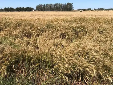 Paraje San Roque, Km. 233 Ruta 21