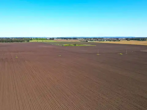 Mar del Plata