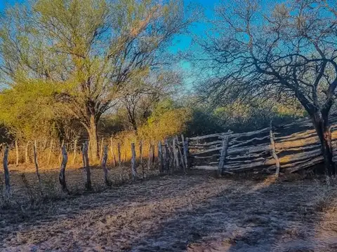 VENTA DE CAMPO EN ARBOL SOLO - SAN LUIS
