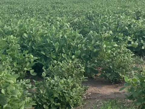 87 Hectáreas En Crucecita Séptima