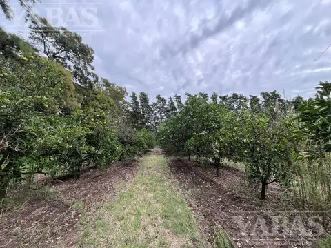 CAMPO EN SAN PEDRO CON DURAZNOS Y CITRICOS – 16,7 HECTÁREAS