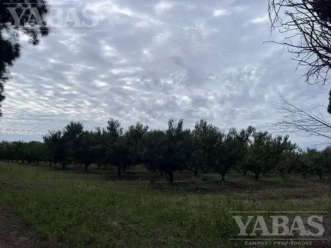 CAMPO EN SAN PEDRO CON DURAZNOS Y CITRICOS – 16,7 HECTÁREAS