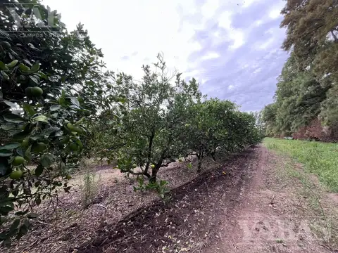 CAMPO EN SAN PEDRO CON DURAZNOS Y CITRICOS – 16,7 HECTÁREAS
