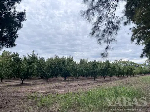 CAMPO EN SAN PEDRO CON DURAZNOS Y CITRICOS – 16,7 HECTÁREAS