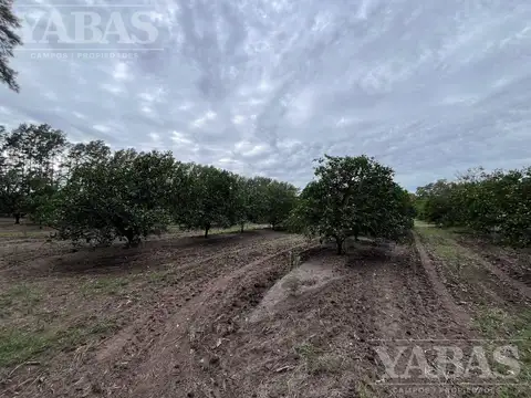 CAMPO EN SAN PEDRO CON DURAZNOS Y CITRICOS – 16,7 HECTÁREAS