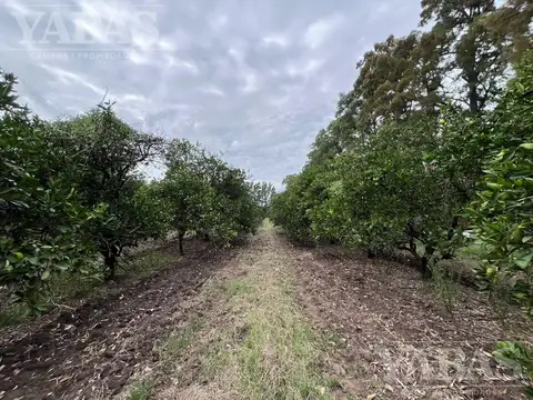 CAMPO EN SAN PEDRO CON DURAZNOS Y CITRICOS – 16,7 HECTÁREAS
