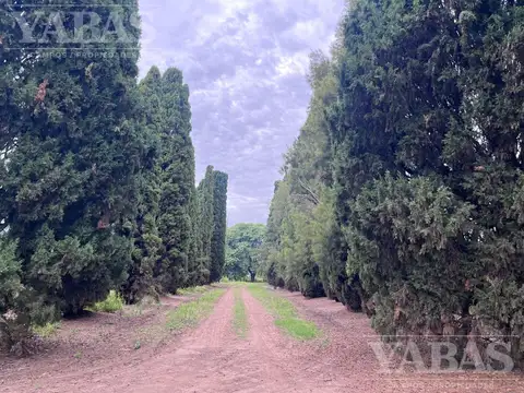 CAMPO EN SAN PEDRO CON DURAZNOS Y CITRICOS – 16,7 HECTÁREAS