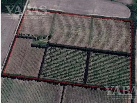 CAMPO EN SAN PEDRO CON DURAZNOS Y CITRICOS – 16,7 HECTÁREAS