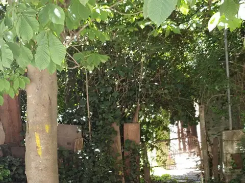 La Gaviota