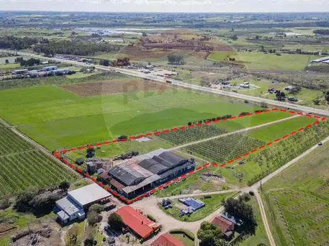 Brigadier General Fructuoso Rivera 100