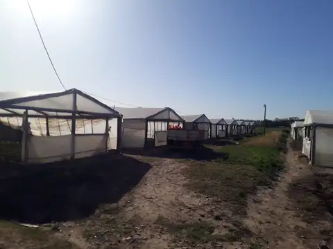 Campo en Venta Agrícola